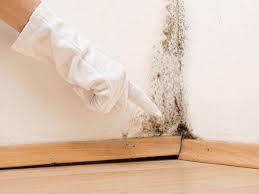 Best Water Damage & Mold Remediation  in Veneta, OR